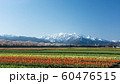 舟川べり 60476515
