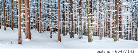 Panorama landscape of the winter forest of snowy spruce 60477143