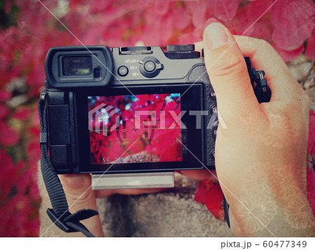 Photographer hold camera close to red autumnal Photographer hold camera close to red autumnal 60477349