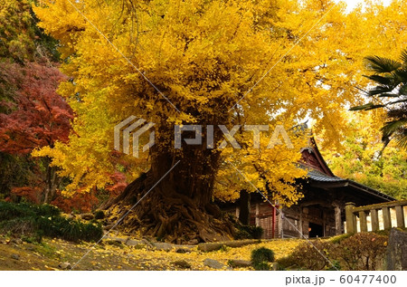 岩殿観音の大イチョウ 岩殿観音の大イチョウ 60477400