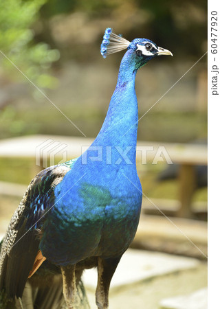 孔雀 インド孔雀 求愛 孔雀 インド孔雀 求愛 60477920