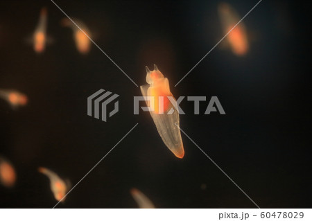 クリオネ クリオネ 60478029