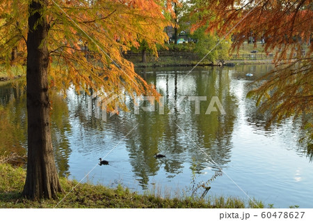御伊勢塚公園の紅葉 60478627