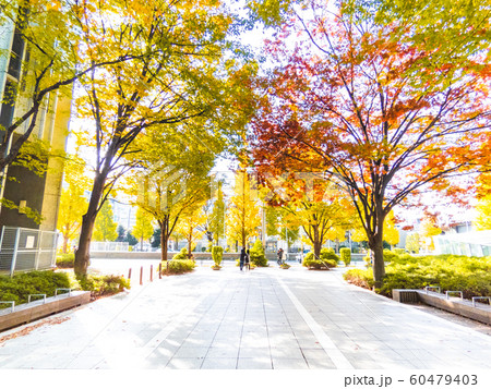 東京紅葉 60479403