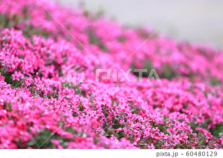 芝桜 60480129