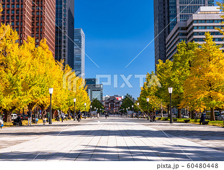《東京都》秋の東京駅・色づくイチョウの行幸通り 《東京都》秋の東京駅・色づくイチョウの行幸通り 60480448