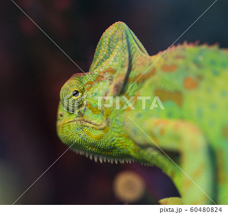 Portrait of beautiful green chameleon sitting on a branch looking at the camera. Selective focus on an eye Portrait of beautiful green chameleon sitting on a branch looking at the camera. Selective focus on an eye 60480824