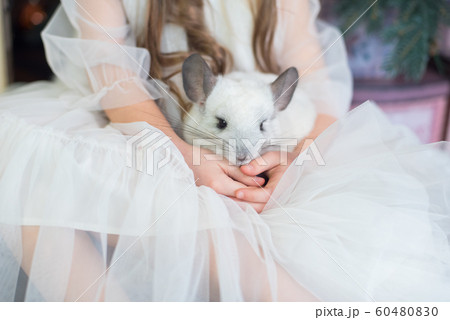 Happy Chinese New Year 2020 year of rat. Portrait Happy Chinese New Year 2020 year of rat. Portrait 60480830