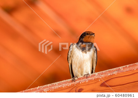 Close up portrait of swallow bird 60480961