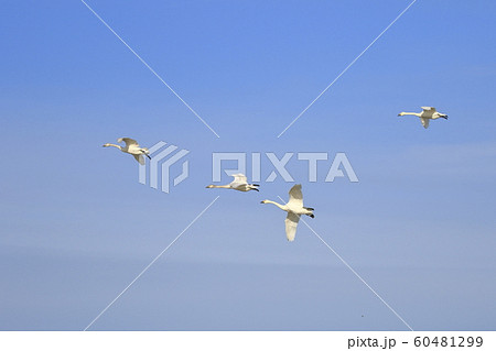 戦う白鳥 60481299