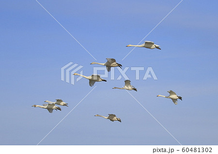 戦う白鳥 戦う白鳥 60481302