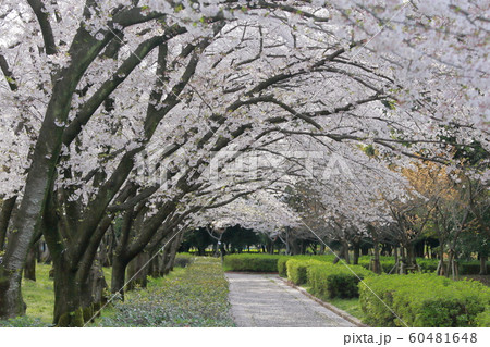 桜並木 桜並木 60481648