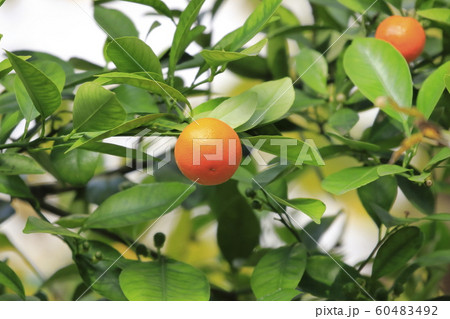 かわいい金柑（きんかん）の実　　　 60483492