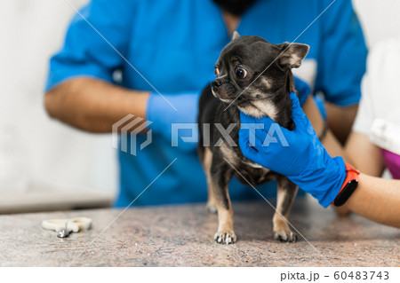 Veterinarians clean the paraanal glands of a dog 60483743
