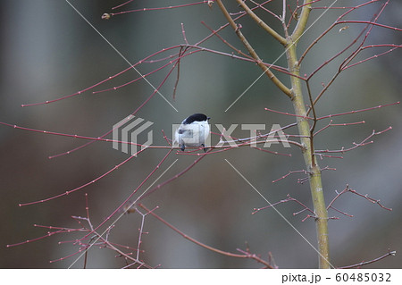 コガラ コガラ 60485032