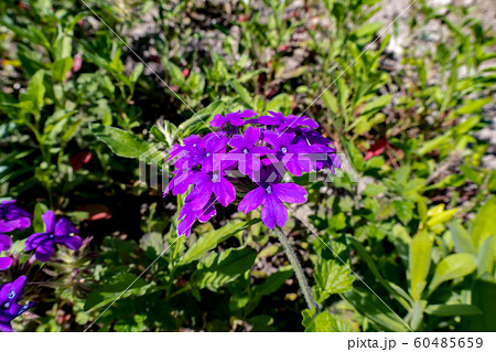 美女桜 バーベナー Verbena 紫 5月 昼間 那覇 漫湖 横 美女桜 バーベナー Verbena 紫 5月 昼間 那覇 漫湖 横 60485659