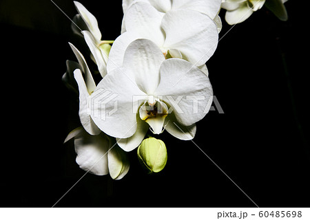 White orchid Phalaenopsis isolated on black background. White orchid branch blossom. 60485698