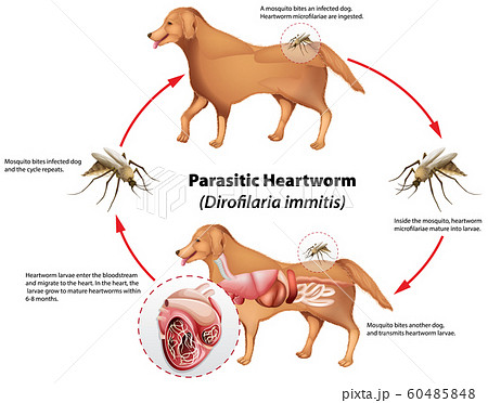 Diagram showing parasitic heartworm Diagram showing parasitic heartworm 60485848