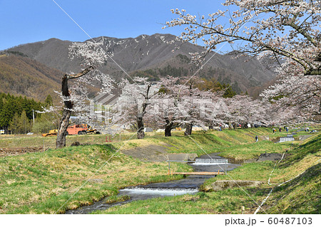 福島県猪苗代町　観音寺川の桜 60487103