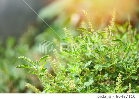 Holy basil leaf nature vegetable garden background 60487110