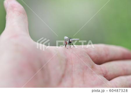 House fly on human skin hand / Close up fly macro 60487328