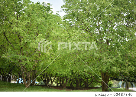 tamarind tree in the garden tropical fruit orchard 60487346