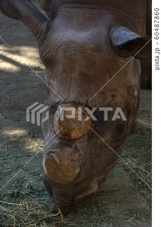 クロサイ　 60487860