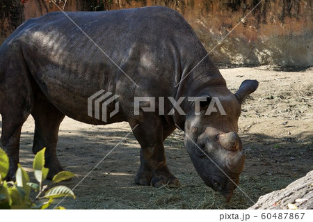 クロサイ　 60487867