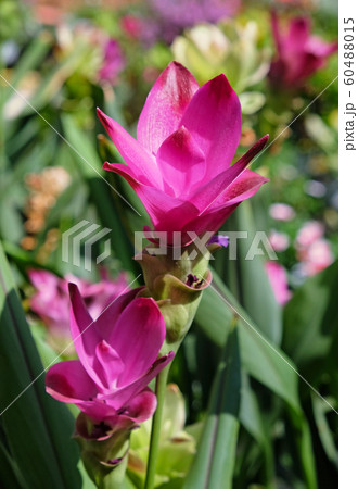 Red Turmeric Flower (lat.- Curcuma) 60488015