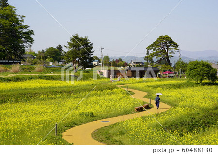安曇野田園風景（菜の花畑） 60488130