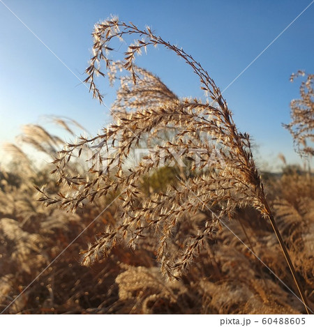 薮 景色 空 60488605