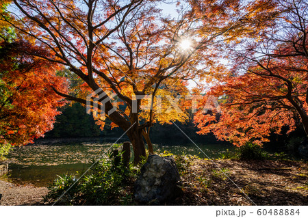 震生湖の紅葉 60488884