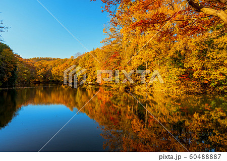 震生湖の紅葉 60488887