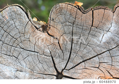 Old tree stump texture backgroud wooden nature texture table top for design blackdrop or overlay 60488970