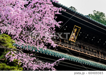 山梨県 身延山久遠寺 三門と桜 山梨県 身延山久遠寺 三門と桜 60489365