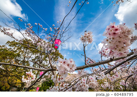 桜とランタン　春のイメージ 60489795