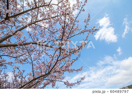 桜の花　春イメージ 60489797