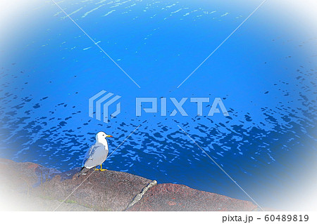 海猫 海猫 60489819