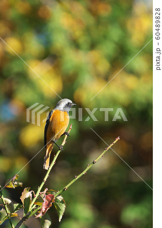 公園の枝先にとまるジョウビタキ 60489828