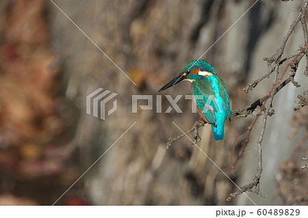 獲物を狙うカワセミ 60489829