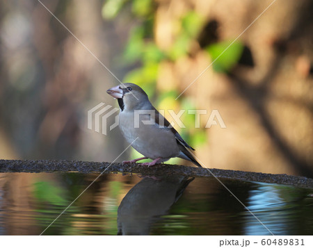 水を飲むシメ 60489831