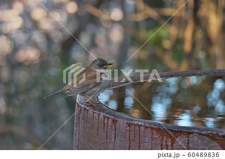 水を飲みに来たシロハラ 60489836