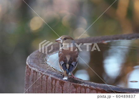 水を飲みに来たシメ 60489837