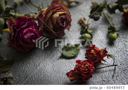 ドライフラワー(薔薇、ユーカリ、ヒペリカム) ドライフラワー(薔薇、ユーカリ、ヒペリカム) 60489955