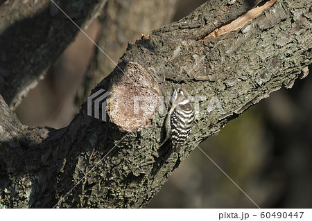 幹をほじってエサを探すコゲラ 幹をほじってエサを探すコゲラ 60490447
