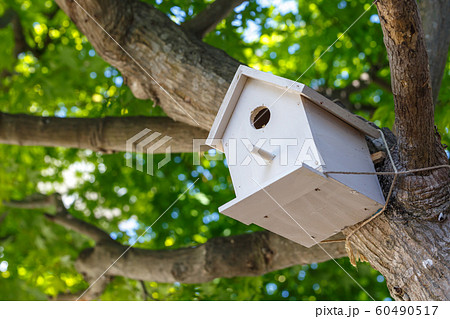 鳥の巣箱　自然イメージ 60490517