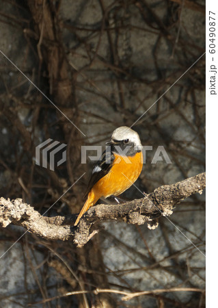 ジョウビタキ 60490877