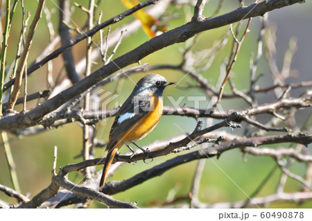 ジョウビタキ 60490878