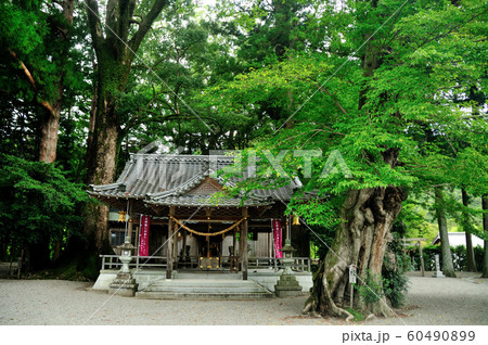 水屋神社(拝殿と椋の木) 【三重県松阪市】 水屋神社(拝殿と椋の木) 【三重県松阪市】 60490899