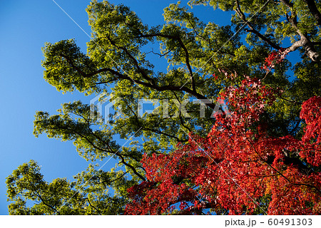 青空に茂る大樹と紅葉　a 60491303